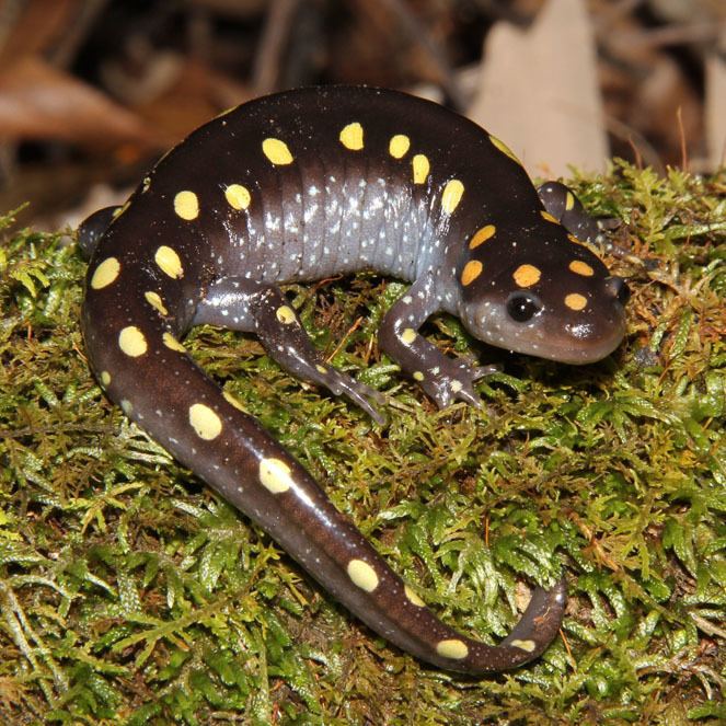 Mole salamander wwwnhptvorgwildimagesAmbystomamaculatumjpg