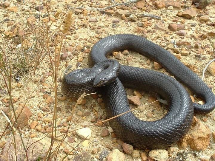 Mole snake Snakes slither to Aquarium Snouted cobra egg eater and mole snake