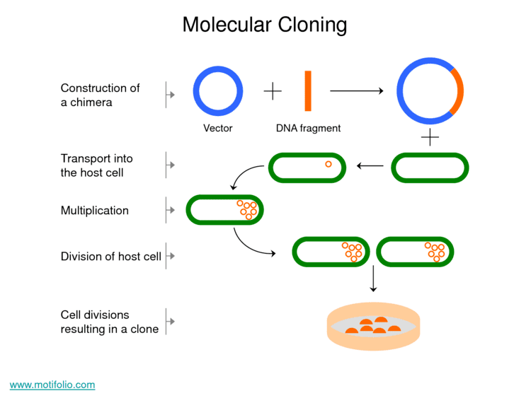 Molecular cloning Clonning True