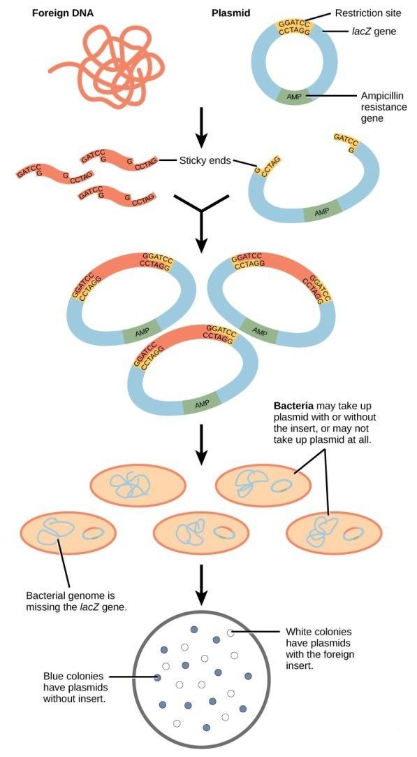 Molecular cloning Illustration for Molecular Cloning