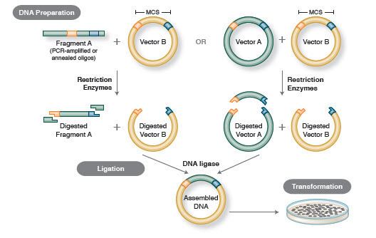 Molecular cloning Foundations of Molecular Cloning Past Present and Future NEB