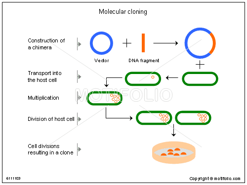 Molecular cloning Molecular cloning PPT PowerPoint drawing diagrams templates images