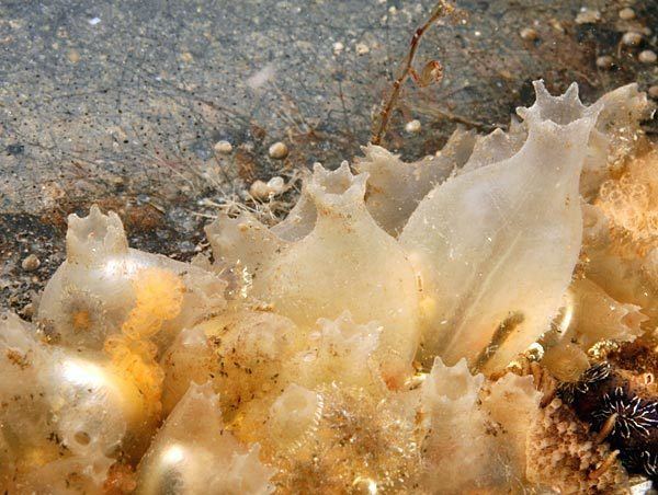 Molgula Tunicates MALDIVES S Ari Atoll