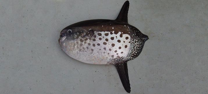 Molidae Species Identification Family Molidae Sharptail Sunfish