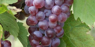 Molinara (grape) Valpolicella grape varieties