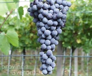 Molinara (grape) f1winesearchernetimagesgrapemolinara28012jpg