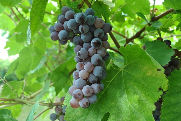 Molinara (grape) Valpolicella Grapes Collection Terroir Amarone