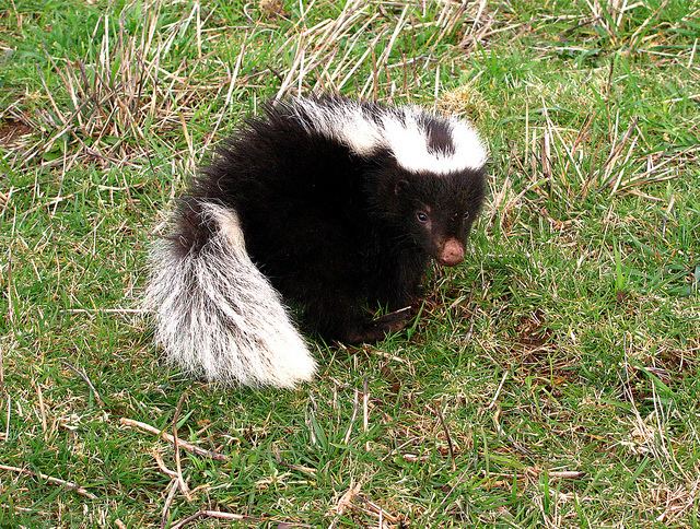 Molina's hog-nosed skunk httpsuploadwikimediaorgwikipediacommons55