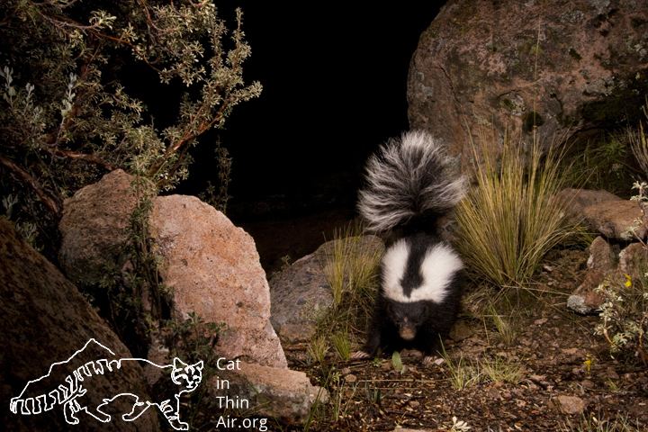 Molina's hog-nosed skunk leopardus jacobita Archives International Society for Endangered