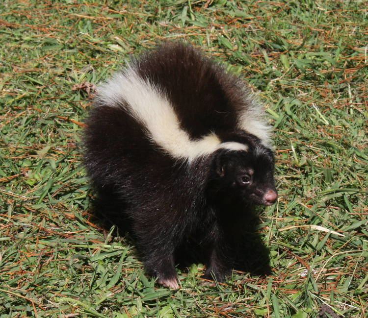 Molina's hog-nosed skunk 2013 Zoo Batan ZooChat