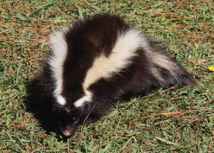 Molina's hog-nosed skunk 2013 Zoo Batan ZooChat