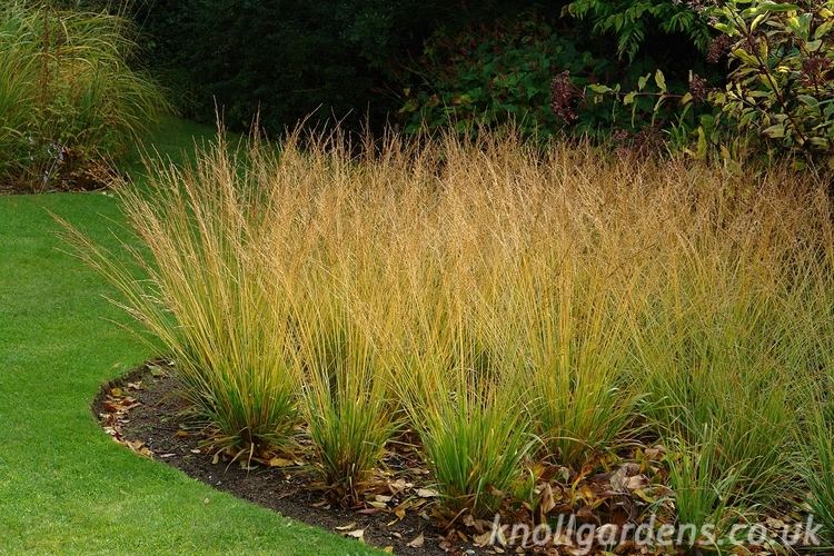 Molinia caerulea Magnificent Moor Grasses Knoll Gardens Ornamental Grasses and