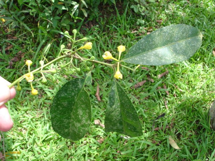 Mollinedia Ixtuculil Mollinedia cf viridiflora Monimiaceae Tropical