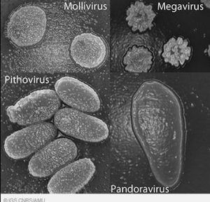 Mollivirus Prehistoric 39Frankenvirus39 Mollivirus sibericum uncovered in