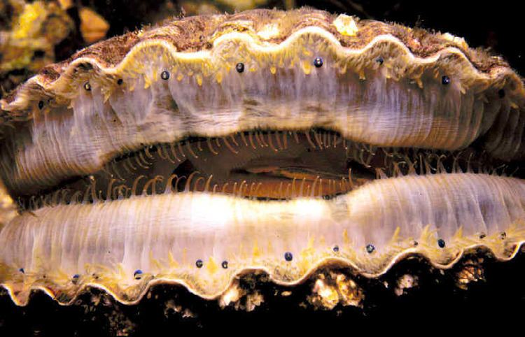 Mollusc eye