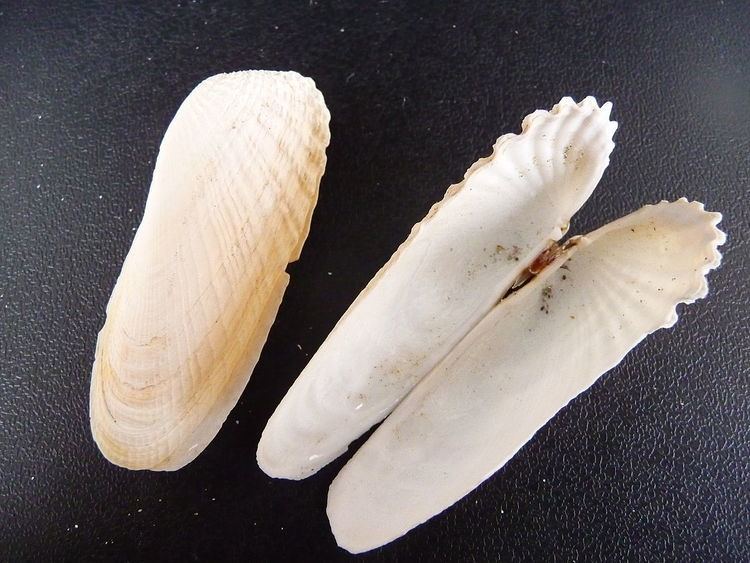 Mollusc shell