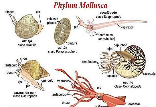 Mollusca MOLLUSCACHARACTERS AND CLASSIFICATION BIOZOOM