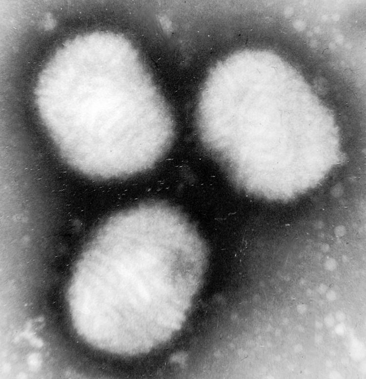 Molluscum contagiosum virus