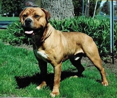 Molosser American Bull Molosser Dog Breed Information and Pictures