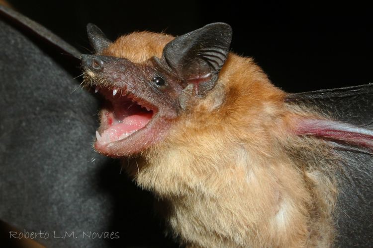 Molossops Morcegos do Brasil Molossops temminckii