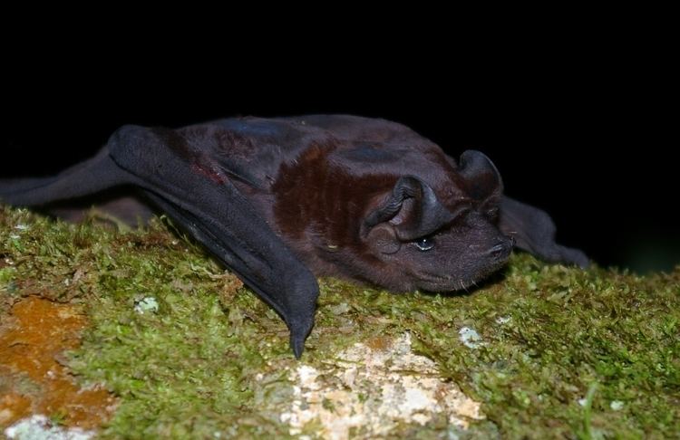 Molossus (bat) httpsuploadwikimediaorgwikipediacommons88