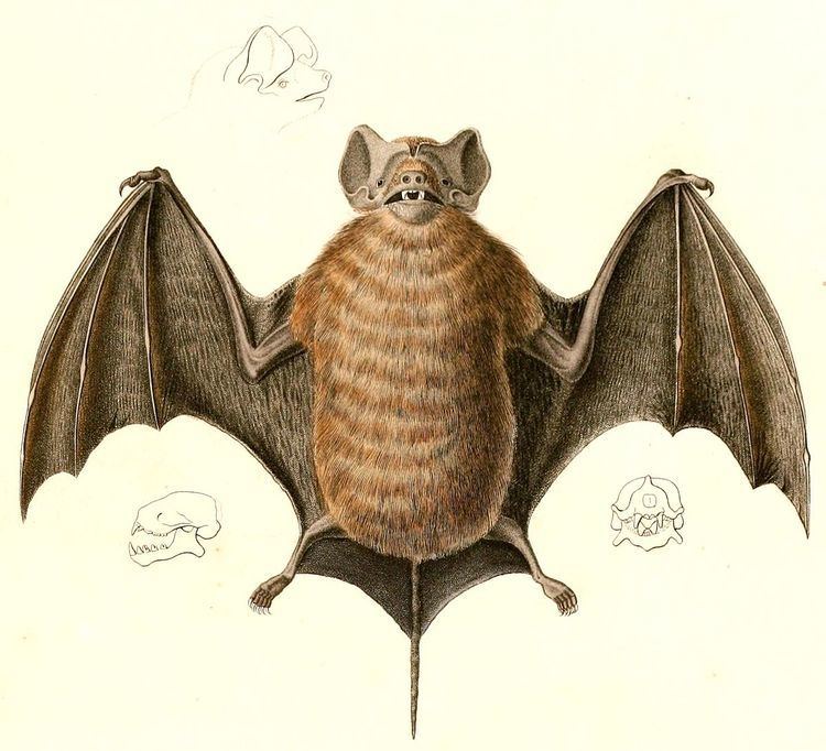 Molossus (bat) Velvety freetailed bat Wikipedia