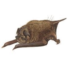 Molossus (bat) North American Mammals Molossus molossus Image Information