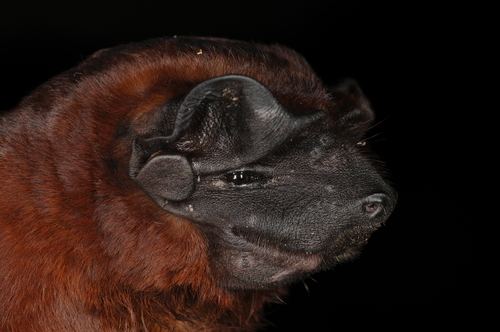 Molossus (bat) Black Mastiff Bat Molossus rufus iNaturalistorg