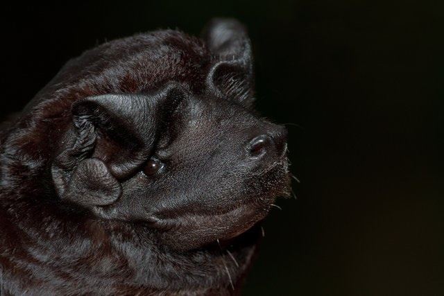 Molossus (bat) The male Black Mastiff Bat Molossus rufus produces an odor to
