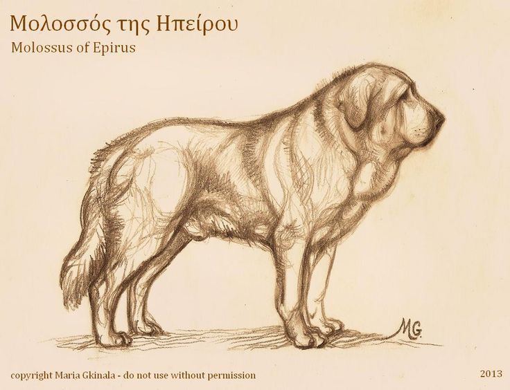 Molossus (dog) Molossus of Epirus Hellenic Canines Pinterest