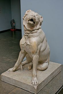 Molossus (dog) httpsuploadwikimediaorgwikipediacommonsthu