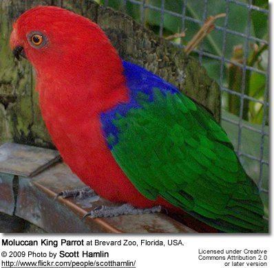 Moluccan king parrot Amboina or Moluccan King Parrot Amboina Greenwinged King Parrot