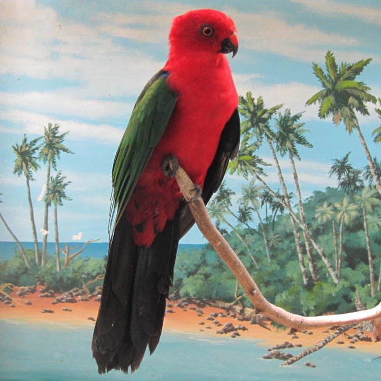 Moluccan king parrot Moluccan King Parrot