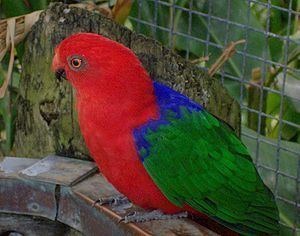 Moluccan king parrot httpsuploadwikimediaorgwikipediacommonsthu