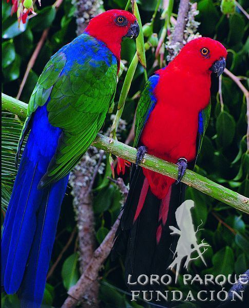 Moluccan king parrot Moluccan King Parrot Aviary Birds Pinterest Parrots and King