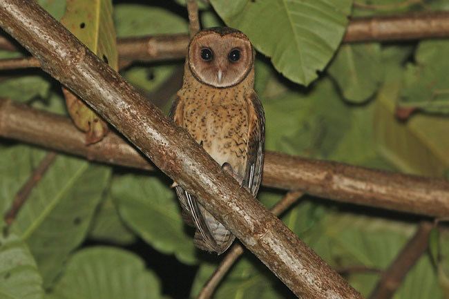 Moluccan masked owl orientalbirdimagesorgimagesdataowllessermaske