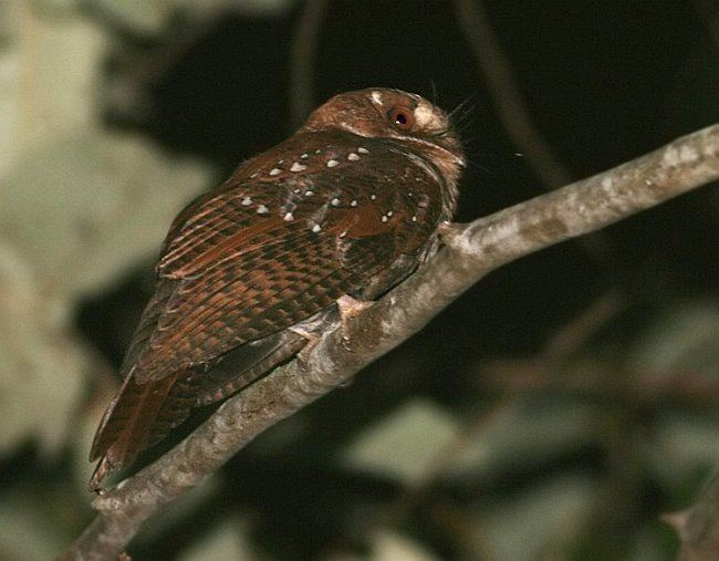 Moluccan owlet-nightjar Oriental Bird Club Image Database Moluccan Owletnightjar