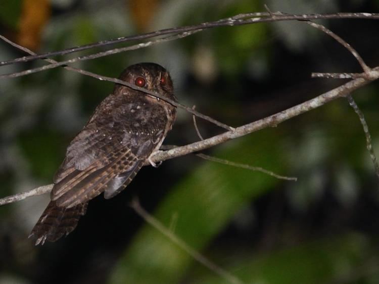 Moluccan owlet-nightjar wwwhbwcomsitesdefaultfilesstylesibc1kpubl