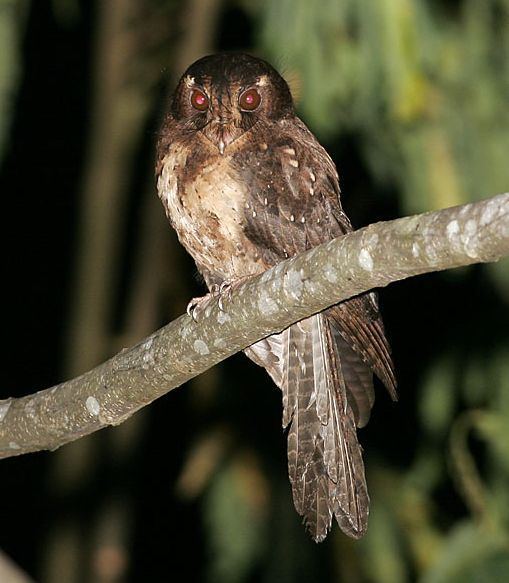 Moluccan owlet-nightjar Oriental Bird Club Image Database Moluccan Owletnightjar