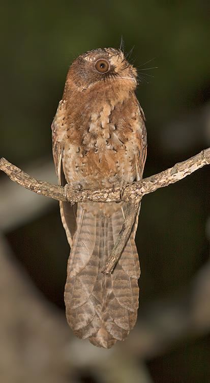 Moluccan owlet-nightjar Moluccan Owletnightjar Aegotheles crinifrons videos photos and
