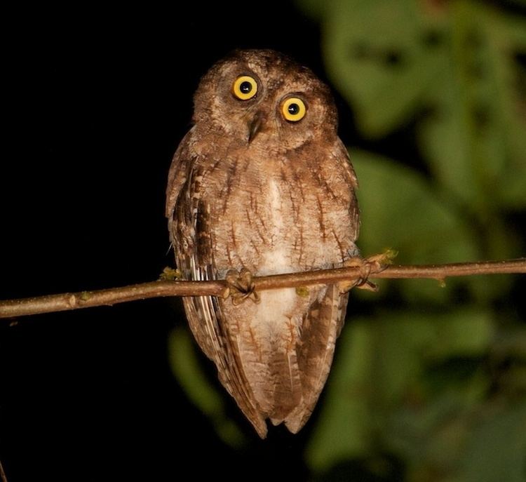 Moluccan scops owl wwwowlpagescomowlsspeciesimagesmoluccanscop