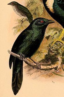 Moluccan starling httpsuploadwikimediaorgwikipediacommonsthu