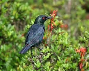 Moluccan starling More on Aplonis mysolensis Moluccan Starling