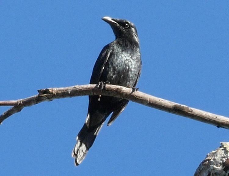 Moluccan starling Photos of Moluccan Starling Aplonis mysolensis the Internet Bird