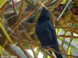 Moluccan starling More on Aplonis opaca Micronesian Starling