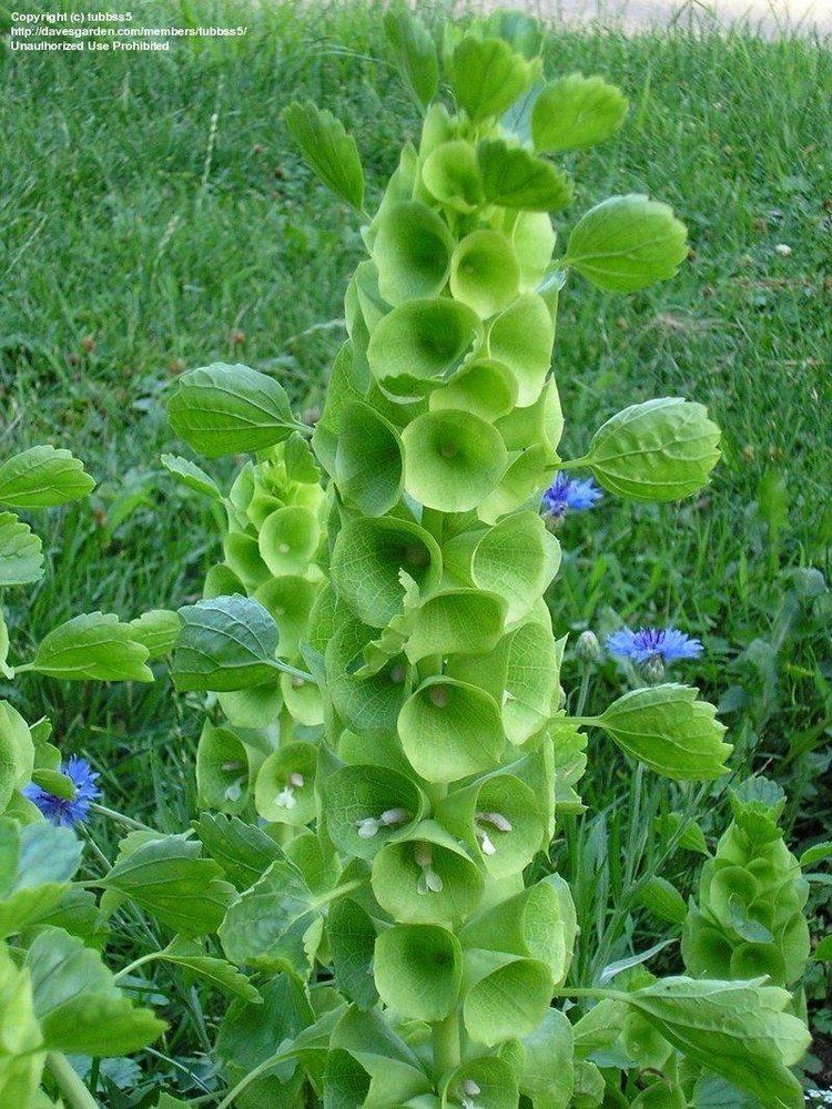 Moluccella laevis PlantFiles Pictures Bells of Ireland Moluccella laevis by dave