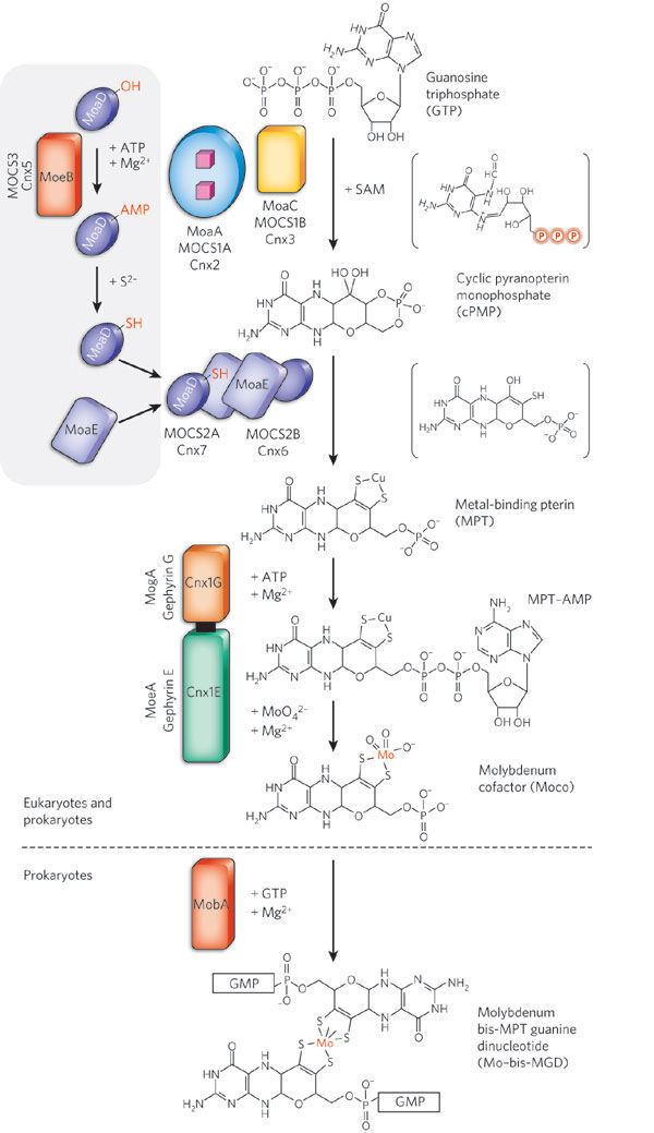 Molybdenum cofactor Molybdenum cofactors enzymes and pathways Article Nature