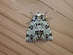 Moma (moth) httpsuploadwikimediaorgwikipediacommonsthu
