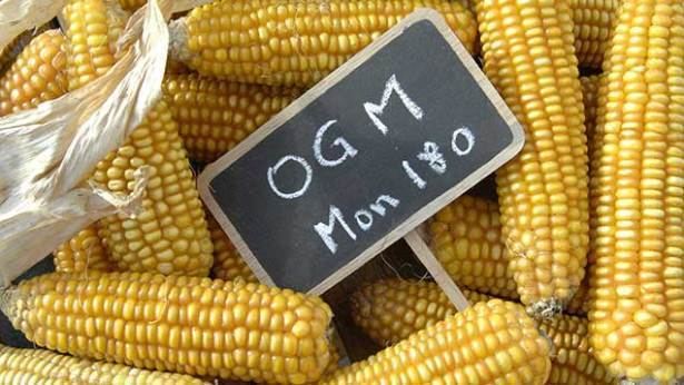 MON 810 GM ban will 39leave growers at disadvantage39 Farmers Weekly