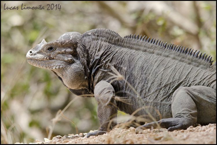 Mona ground iguana Mona ground iguana Cyclura cornuta stejnegeri Iguana de Flickr